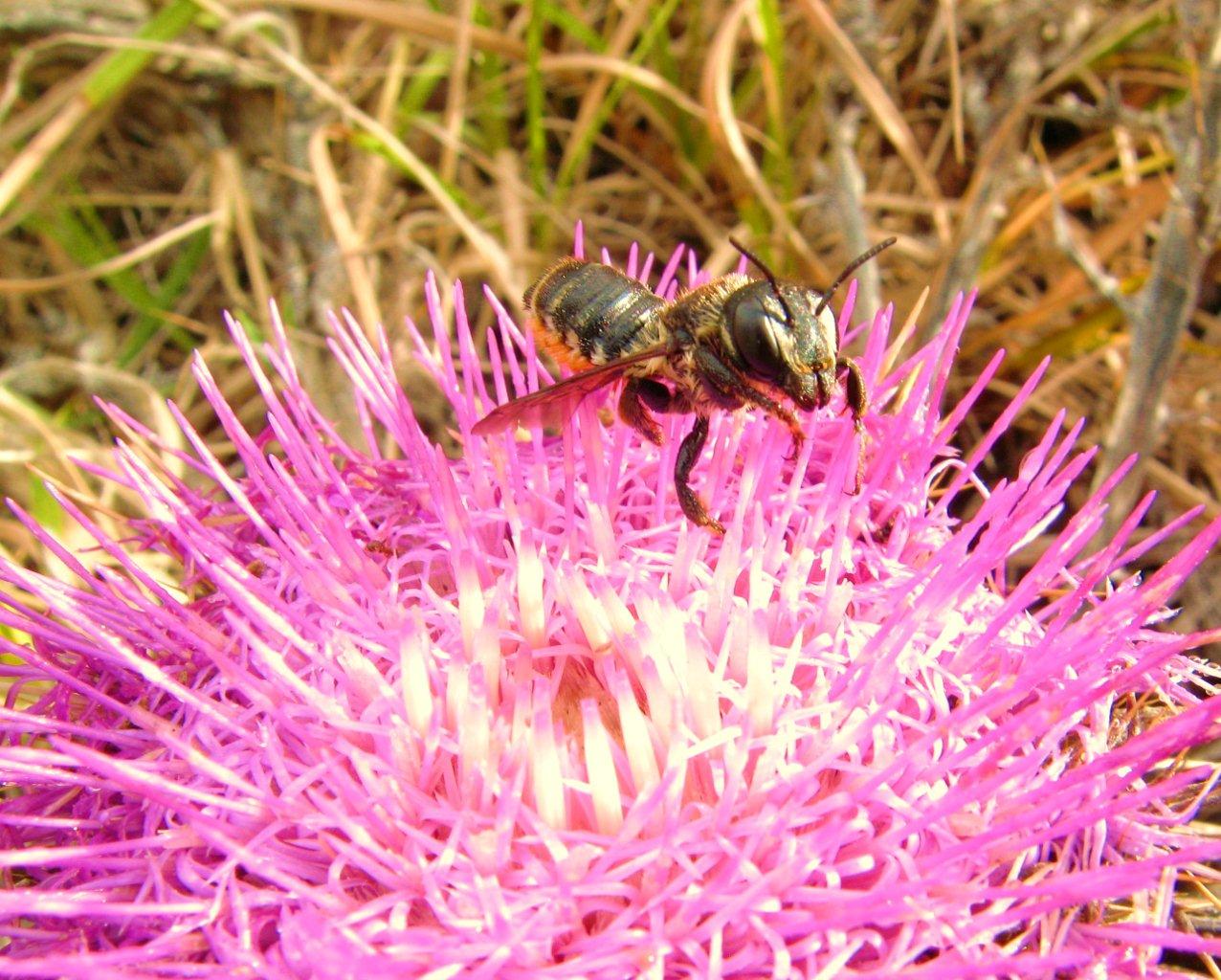 Megachile sp.